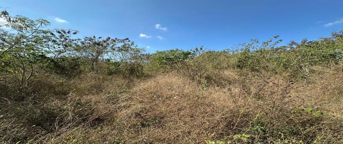 Foto de terreno habitacional en venta en carretera kini , kini, motul, yucatán, 0 No. 03