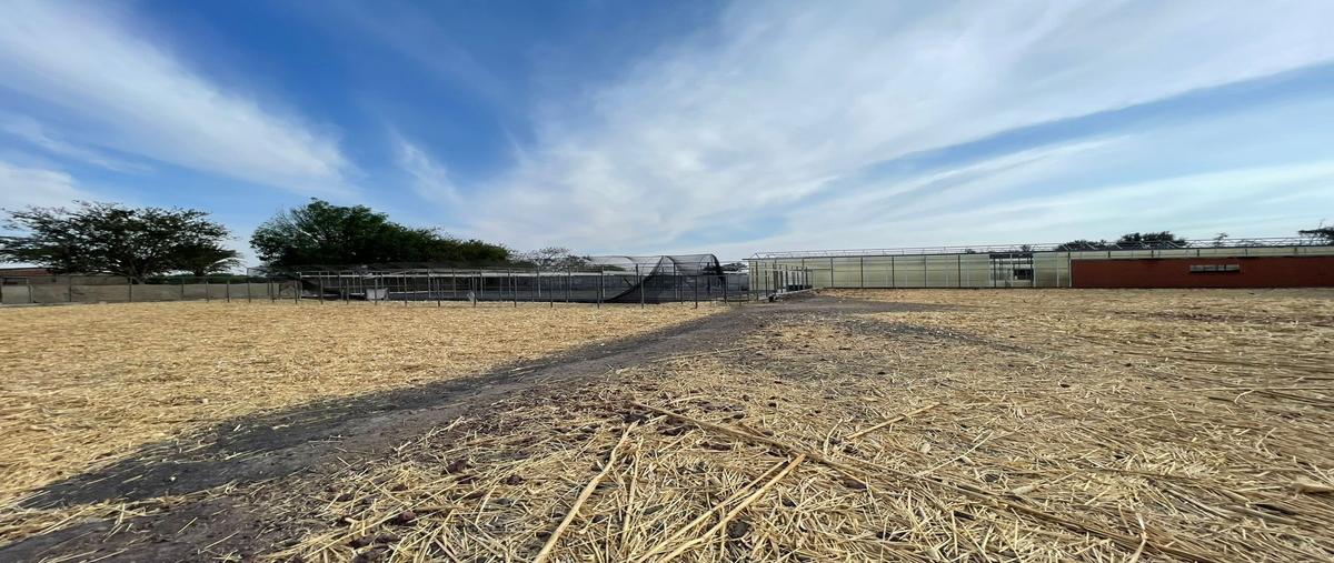 Foto de rancho en renta en carretera la barca - santa rosa , atequiza estacion, ixtlahuacán de los membrillos, jalisco, 29812478 No. 02
