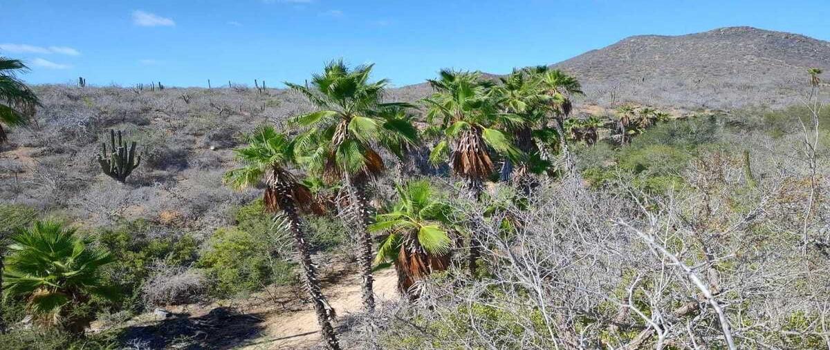 Foto de terreno habitacional en venta en carretera la paz cabo san lucas , pueblo nuevo, la paz, baja california sur, 29969090 No. 05