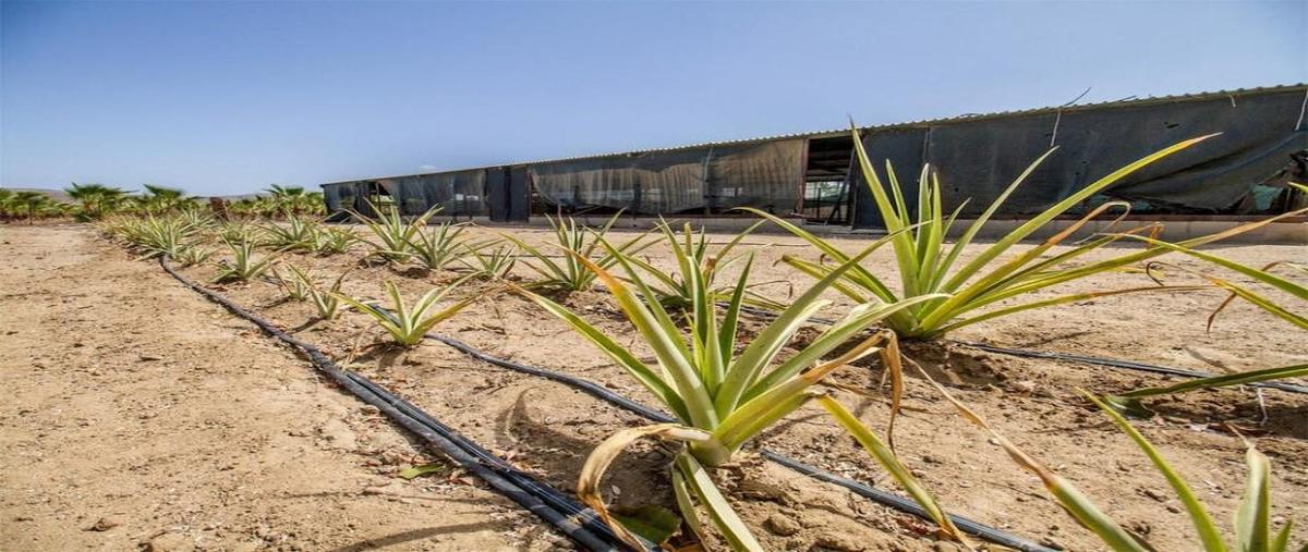 Foto de terreno habitacional en venta en carretera la ribera kilometro 8, la ribera, los cabos, baja california sur, 0 No. 03