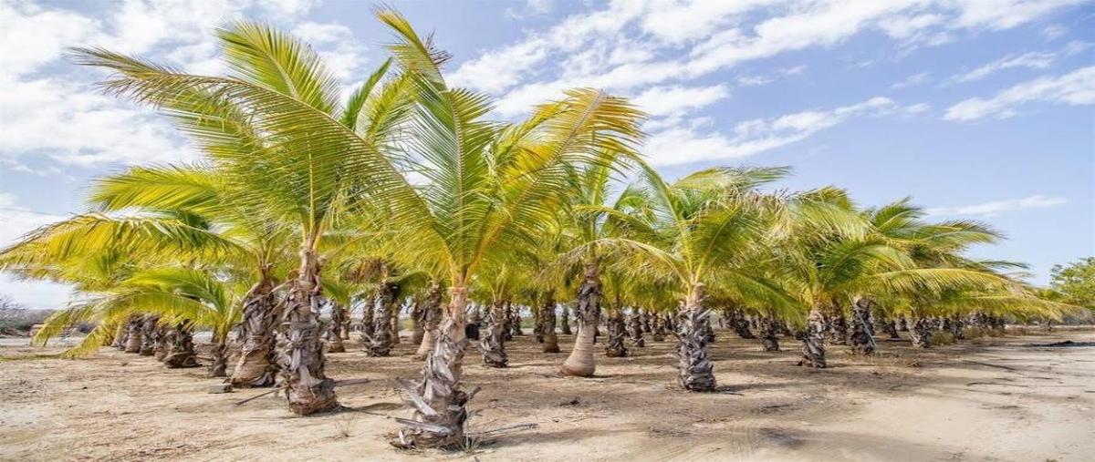 Foto de terreno habitacional en venta en carretera la ribera kilometro 8, la ribera, los cabos, baja california sur, 0 No. 04