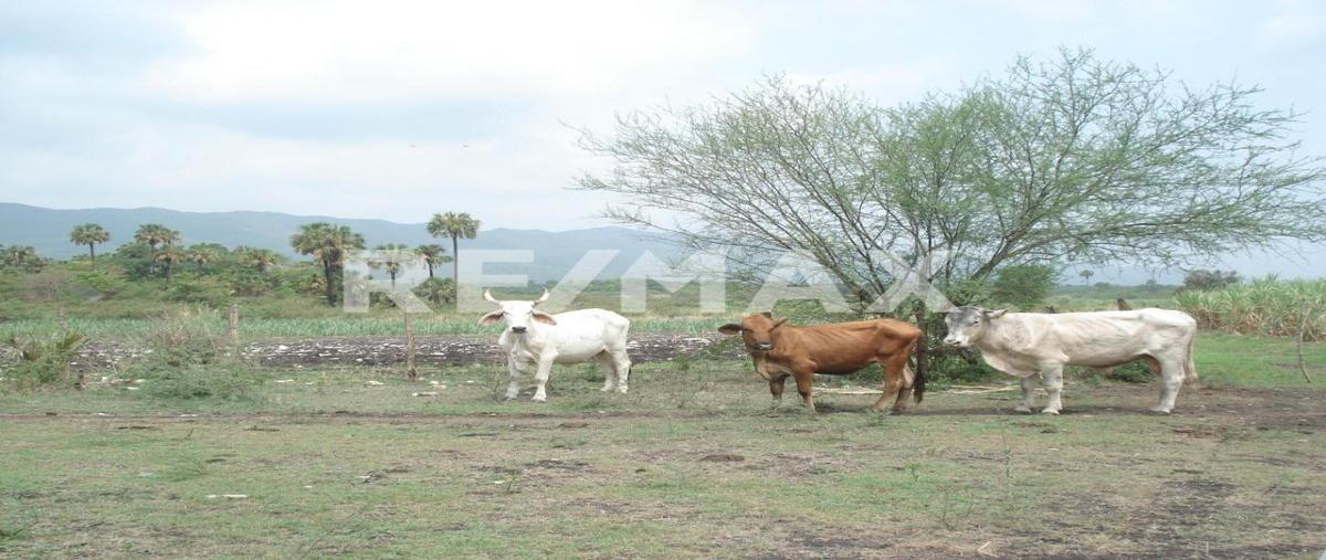 Foto de rancho en venta en carretera méxico , ocampo, ocampo, tamaulipas, 29401570 No. 03