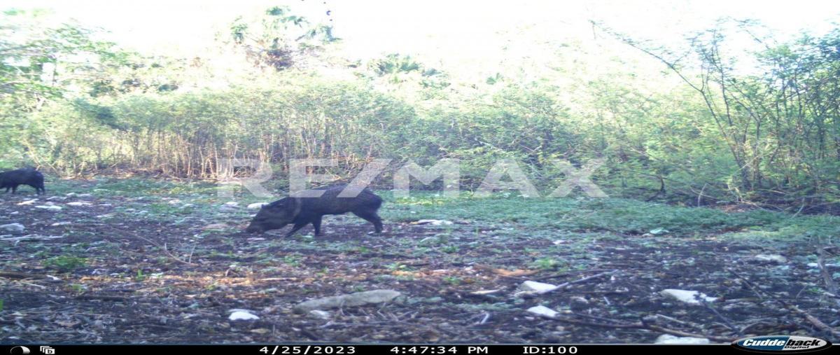 Foto de rancho en venta en carretera méxico , ocampo, ocampo, tamaulipas, 29401570 No. 05