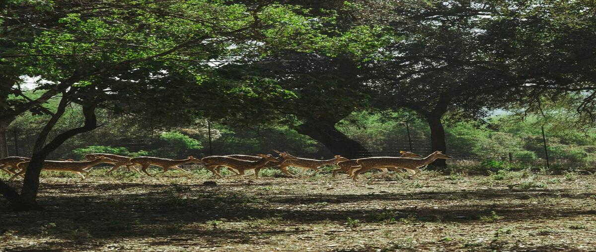 Foto de terreno habitacional en carretera montemorelos rayones , el pastor, montemorelos, nuevo león, 0 foto 04 Foto de terreno habitacional en venta en carretera montemorelos rayones , el pastor, montemorelos, nuevo león, 0 No. 04