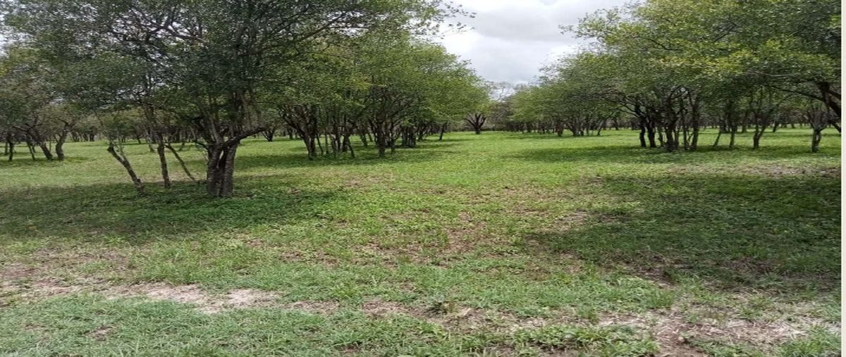Foto de terreno habitacional en carretera nacional , el fraile, montemorelos, nuevo león, 29410501 foto 01 Foto de terreno habitacional en venta en carretera nacional , el fraile, montemorelos, nuevo león, 29410501 No. 01