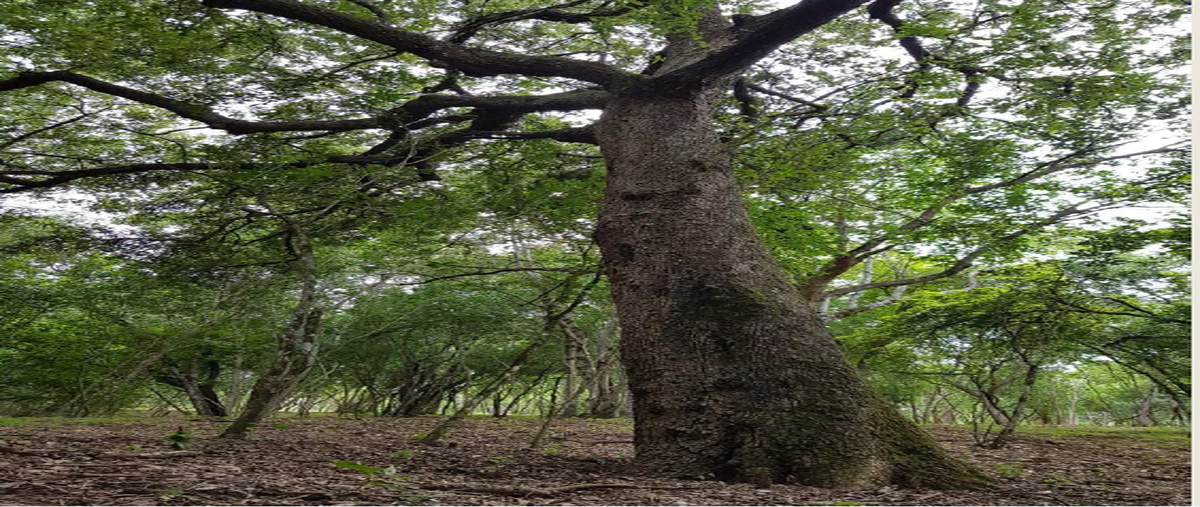 Foto de terreno habitacional en carretera nacional , el fraile, montemorelos, nuevo león, 29410501 foto 02 Foto de terreno habitacional en venta en carretera nacional , el fraile, montemorelos, nuevo león, 29410501 No. 02