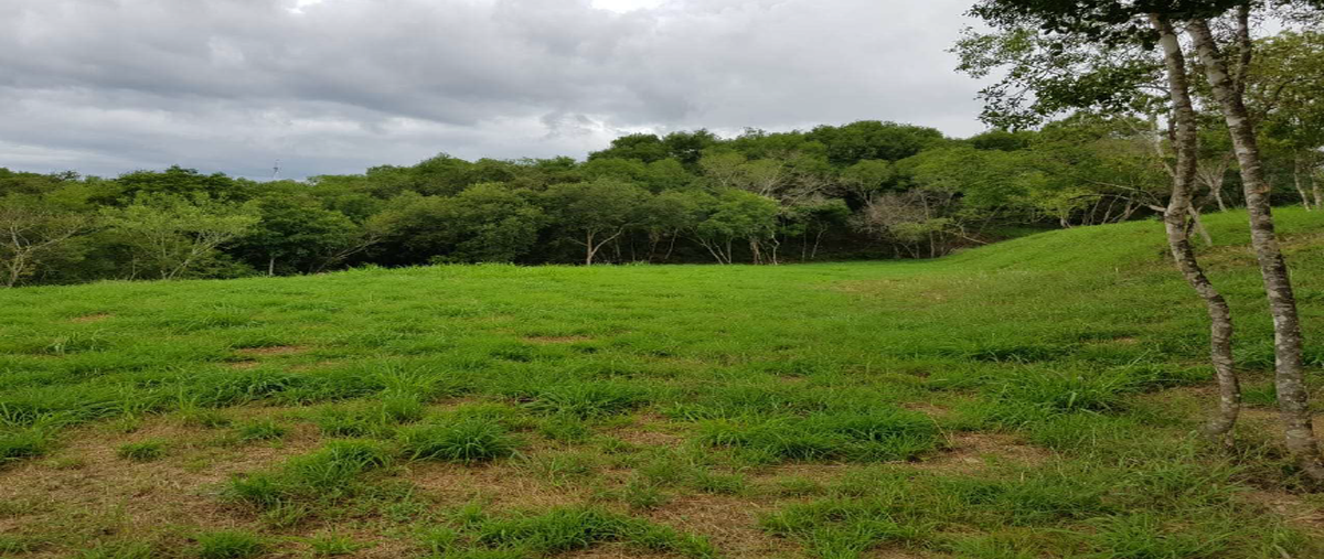 Foto de terreno habitacional en carretera nacional , el fraile, montemorelos, nuevo león, 29410501 foto 03 Foto de terreno habitacional en venta en carretera nacional , el fraile, montemorelos, nuevo león, 29410501 No. 03
