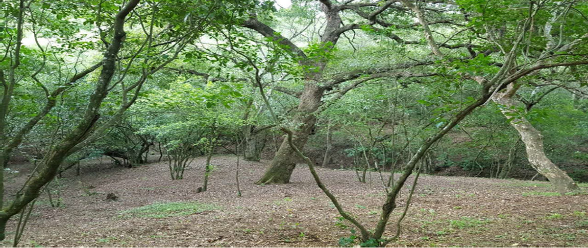 Foto de terreno habitacional en carretera nacional , el fraile, montemorelos, nuevo león, 29410501 foto 04 Foto de terreno habitacional en venta en carretera nacional , el fraile, montemorelos, nuevo león, 29410501 No. 04