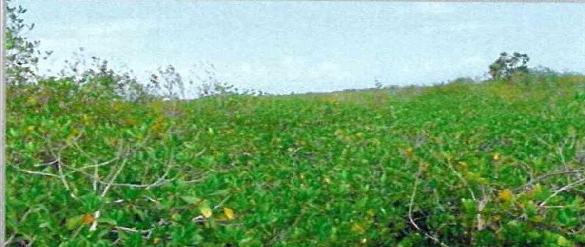 Foto de terreno habitacional en venta en carretera puerto juarez-tulum , puerto morelos, puerto morelos, quintana roo, 0 No. 03