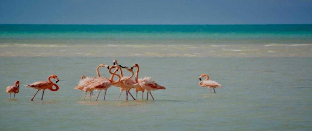 Foto de terreno habitacional en venta en carretera sinanche crisanto , dzilam de bravo, dzilam de bravo, yucatán, 0 No. 03