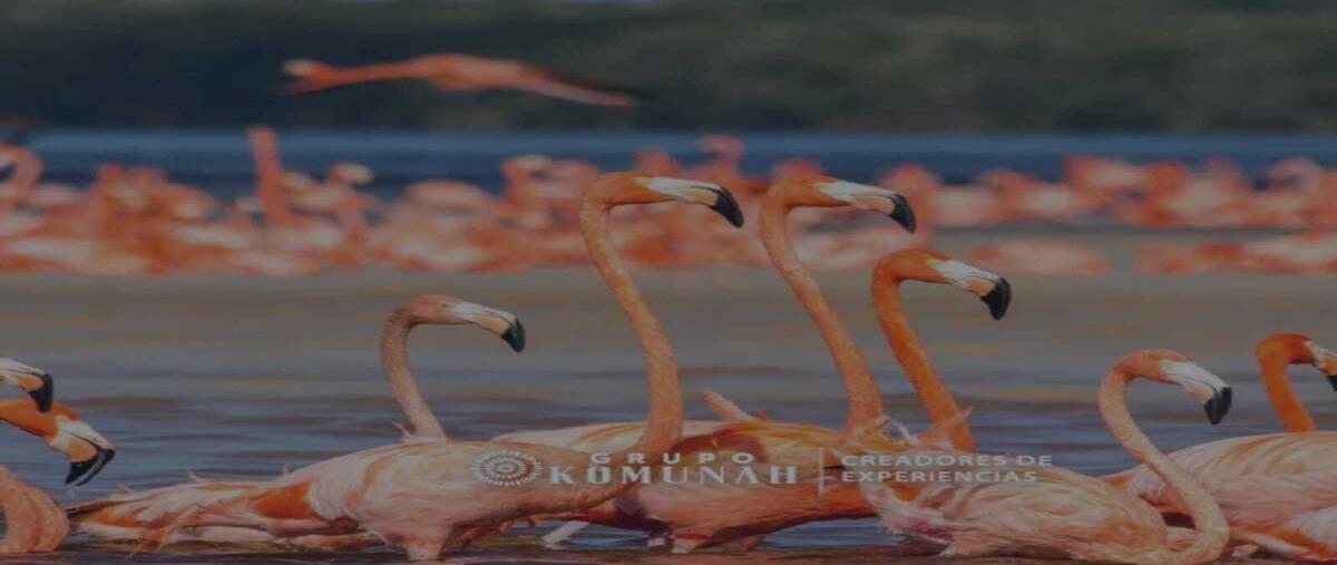 Foto de terreno habitacional en venta en carretera sinanche crisanto , dzilam de bravo, dzilam de bravo, yucatán, 0 No. 04