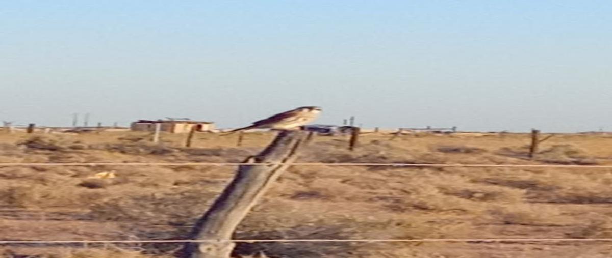 Foto de terreno habitacional en venta en carretera sonoyta - puerto peñasco kilometro 82, ejido la lágrima, puerto peñasco, sonora, 0 No. 05