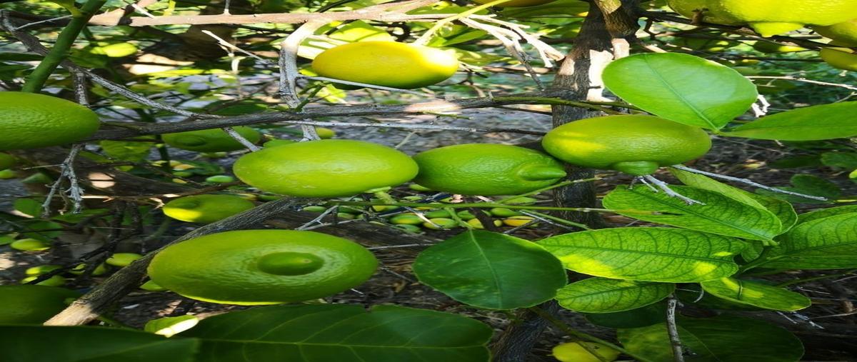 Foto de rancho en venta en carretera tabasco villanueva kilómetro 199 zacatecas , linda vista, tabasco, zacatecas, 29108194 No. 04