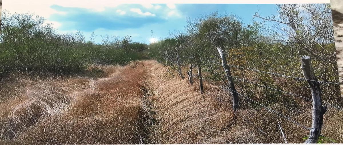 Foto de rancho en venta en carretera tampico-mante , mante, el mante, tamaulipas, 0 No. 05