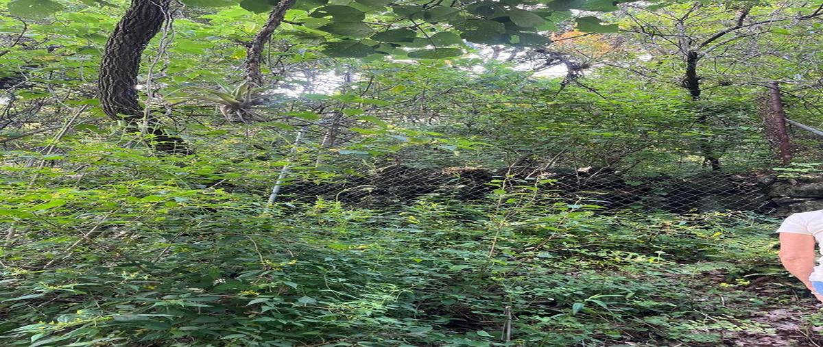 Foto de terreno habitacional en carretera tepoztlan ocotitlan , santo domingo ocotitlán, tepoztlán, morelos, 26633395 foto 02 Foto de terreno habitacional en venta en carretera tepoztlan ocotitlan , santo domingo ocotitlán, tepoztlán, morelos, 26633395 No. 02