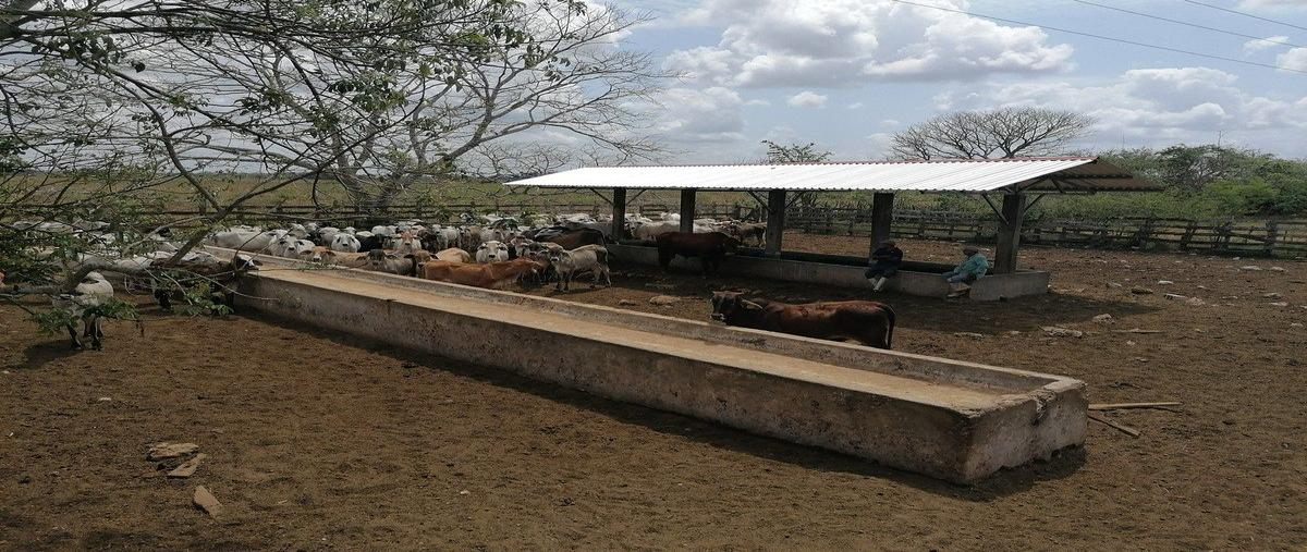Foto de rancho en venta en carretera tizimín - colonia yucatán (tramo yaxchekú - dzonot aké) , dzonot ake, tizimín, yucatán, 31082345 No. 03