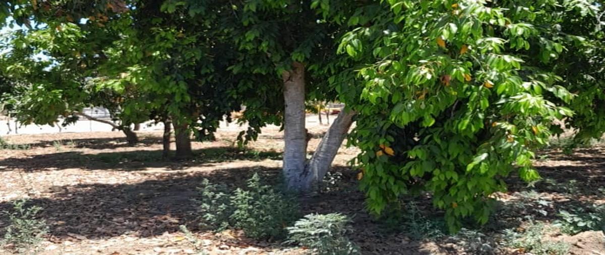 Foto de rancho en venta en carretera todos santos la paz , cabo san lucas centro, los cabos, baja california sur, 27894934 No. 04