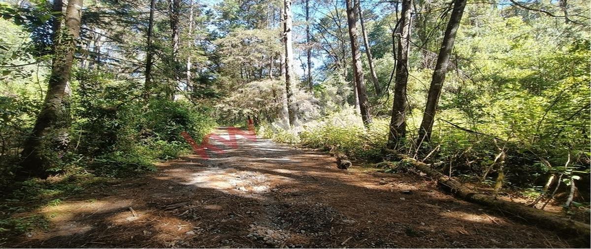 Foto de terreno habitacional en venta en carretera toluca-temascaltepec , cieneguillas de gonzález (cieneguillas), temascaltepec, méxico, 0 No. 04