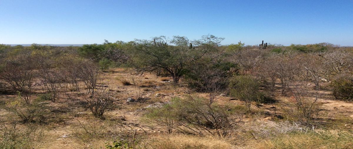 Foto de terreno comercial en carretera transpeninsular licenciado benito juárez garcía, a aproximadamente a 1.8 kilómetros al sur de san pedro y a 20 kilómetros al sur de la ciudad de l , san pedro, la paz, baja california sur, 19503165 foto 02 Foto de terreno comercial en venta en carretera transpeninsular licenciado benito juárez garcía, a aproximadamente a 1.8 kilómetros al sur de san pedro y a 20 kilómetros al sur de la ciudad de l , san pedro, la paz, baja california sur, 19503165 No. 02