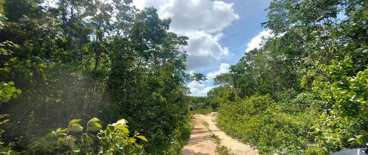 Foto de terreno habitacional en carretera tulum - coba , tulum centro, tulum, quintana roo, 0 foto 03 Foto de terreno habitacional en venta en carretera tulum - coba , tulum centro, tulum, quintana roo, 0 No. 03