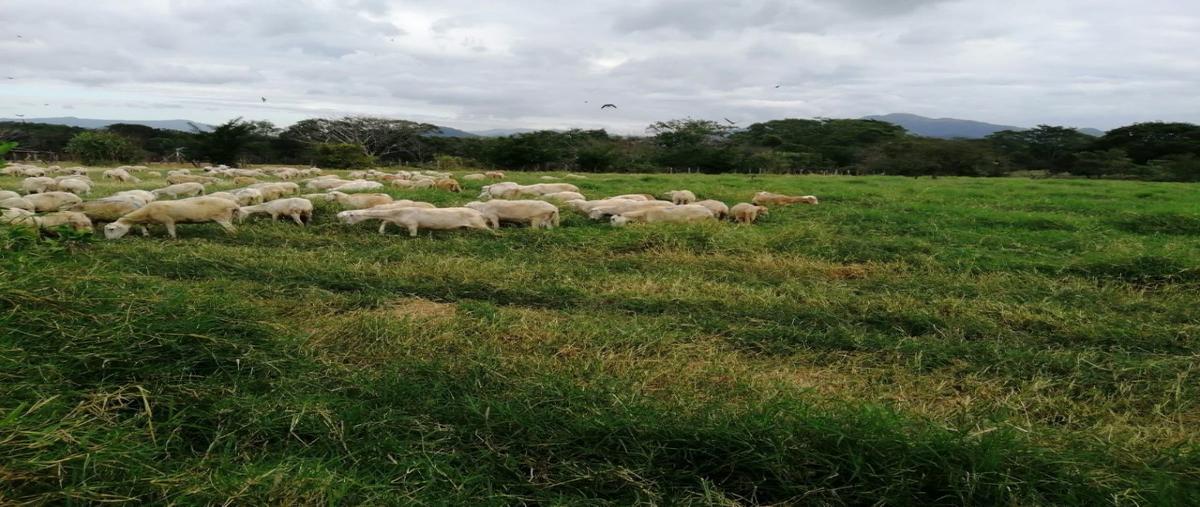 Foto de rancho en carretera villaflores/ chanona , doctor domingo chanona, villaflores, chiapas, 19198582 foto 04 Foto de rancho en venta en carretera villaflores/ chanona , doctor domingo chanona, villaflores, chiapas, 19198582 No. 04