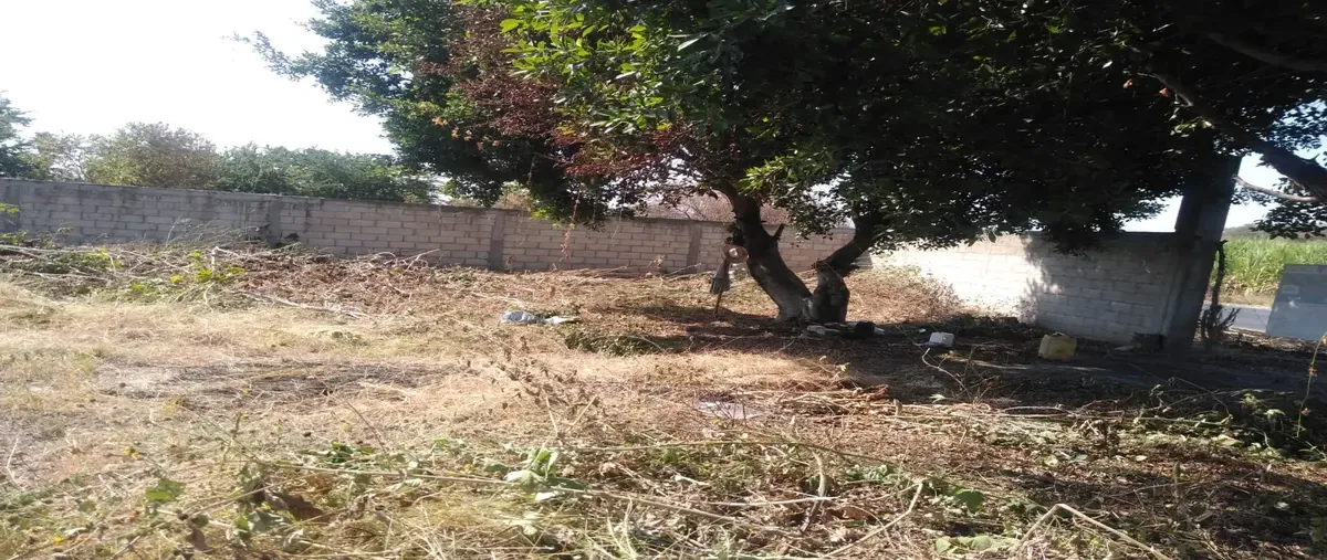 Foto de terreno habitacional en venta en carretera zacatepec-tlaltizapan , jojutla centro, jojutla, morelos, 29881431 No. 03