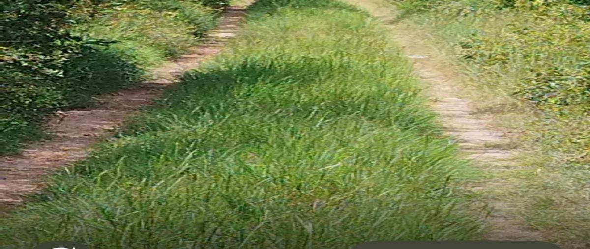 Foto de terreno habitacional en carretra chicxulub - yaxche , chicxulub, chicxulub pueblo, yucatán, 28098213 foto 05 Foto de terreno habitacional en venta en carretra chicxulub - yaxche , chicxulub, chicxulub pueblo, yucatán, 28098213 No. 05