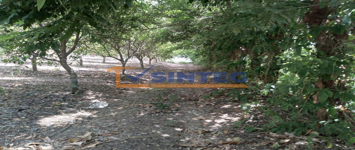 Foto de terreno habitacional en venta en  , carrizal, papantla, veracruz de ignacio de la llave, 26394872 No. 03