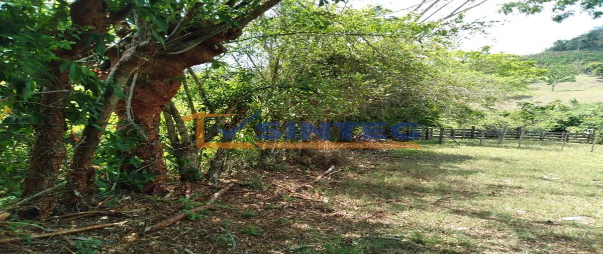 Foto de terreno habitacional en venta en  , carrizal, papantla, veracruz de ignacio de la llave, 26394872 No. 04