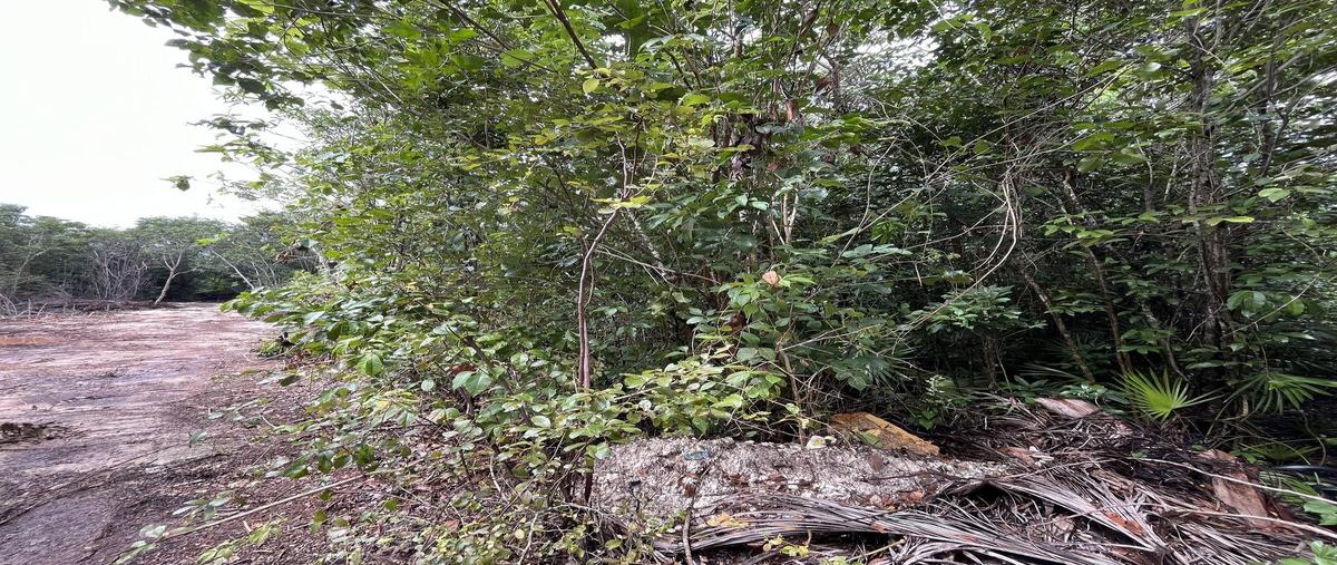 Foto de terreno habitacional en carrizal , supermanzana 313, benito juárez, quintana roo, 28822484 foto 02 Foto de terreno habitacional en venta en carrizal , supermanzana 313, benito juárez, quintana roo, 28822484 No. 02