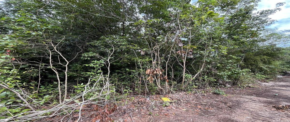 Foto de terreno habitacional en carrizal , supermanzana 313, benito juárez, quintana roo, 28822484 foto 04 Foto de terreno habitacional en venta en carrizal , supermanzana 313, benito juárez, quintana roo, 28822484 No. 04