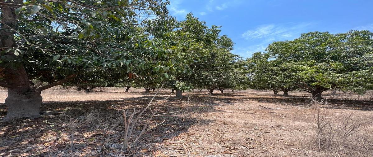 Foto de terreno habitacional en venta en  , casas coloradas, acaponeta, nayarit, 25269162 No. 03