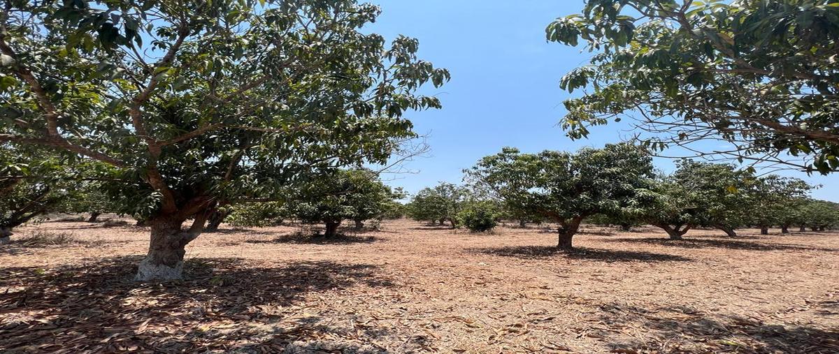 Foto de terreno habitacional en venta en  , casas coloradas, acaponeta, nayarit, 25269162 No. 05