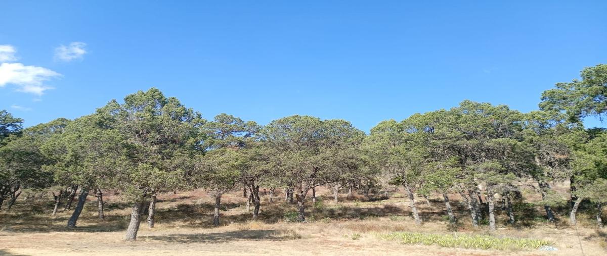 Foto de terreno habitacional en venta en cedrito , huachichil (el huache), arteaga, coahuila de zaragoza, 0 No. 03