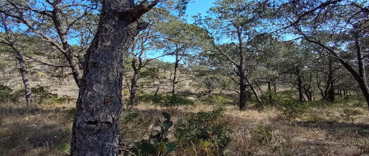 Foto de terreno habitacional en venta en cedrito , huachichil (el huache), arteaga, coahuila de zaragoza, 0 No. 05