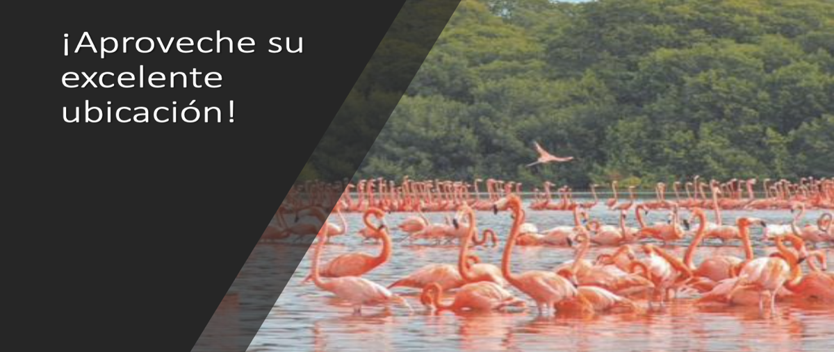 Foto de terreno habitacional en venta en  , celestun, celestún, yucatán, 21934312 No. 05