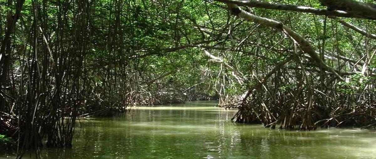 Foto de terreno habitacional en venta en  , celestun, celestún, yucatán, 26011617 No. 05