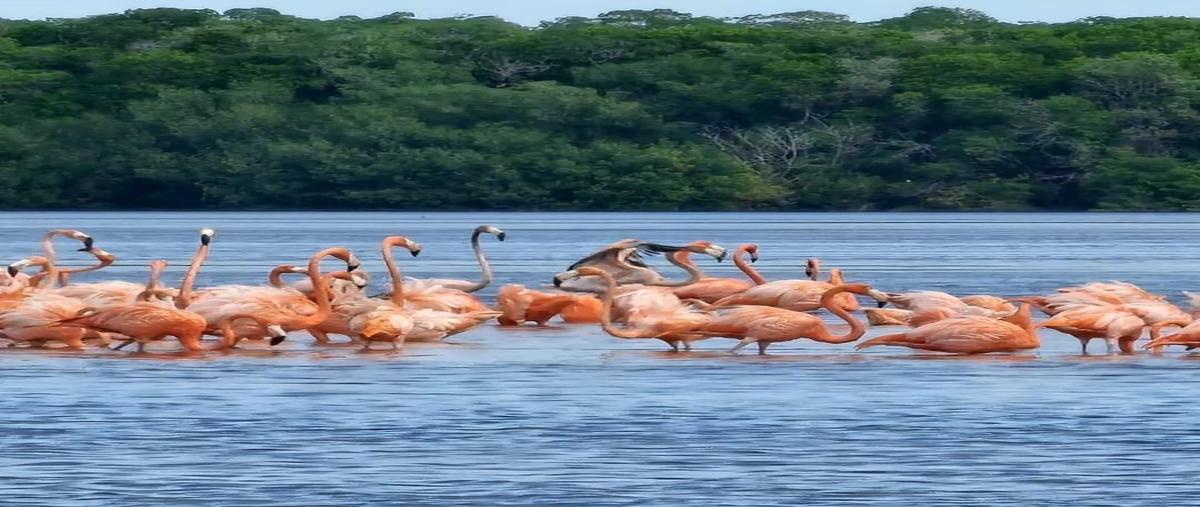Foto de terreno habitacional en venta en  , celestun, celestún, yucatán, 28027508 No. 04