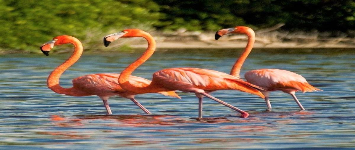 Foto de terreno habitacional en , celestun, celestún, yucatán, 29535902 foto 05 Foto de terreno habitacional en venta en , celestun, celestún, yucatán, 29535902 No. 05