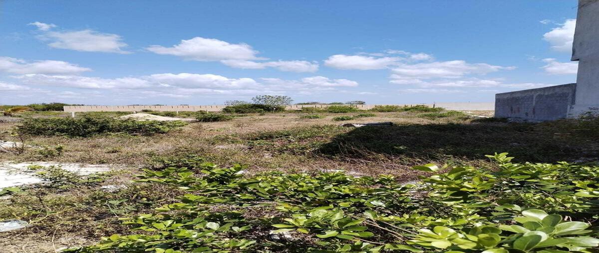 Foto de terreno habitacional en venta en  , celestun, celestún, yucatán, 30635388 No. 03