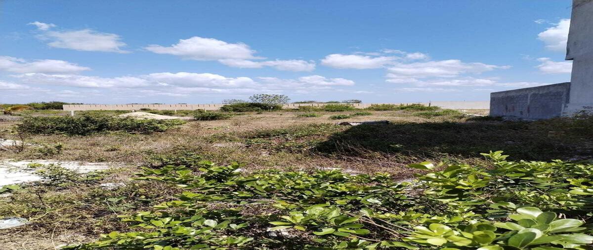 Foto de terreno habitacional en venta en  , celestun, celestún, yucatán, 0 No. 03