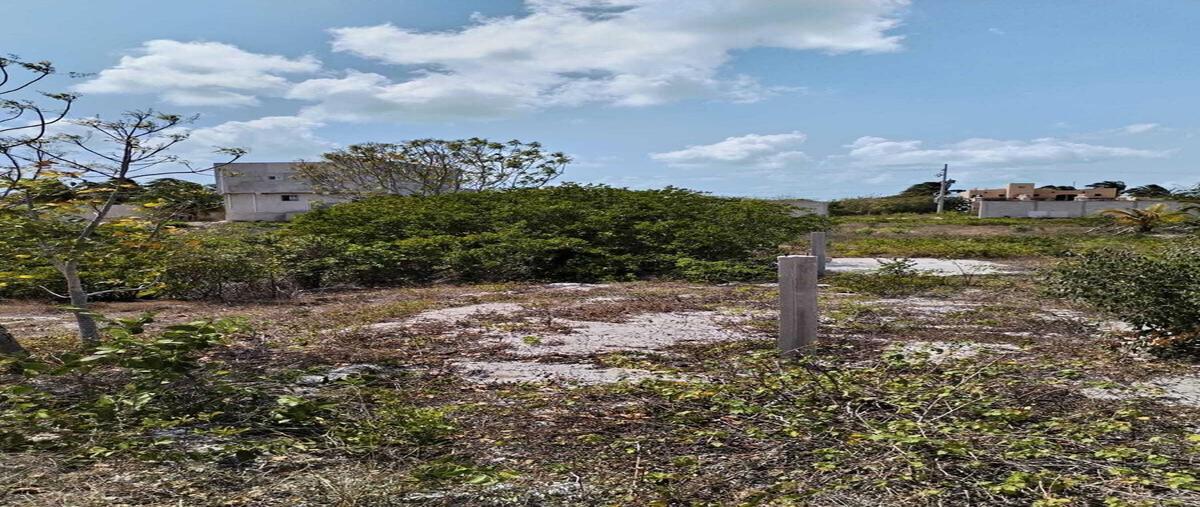 Foto de terreno habitacional en venta en  , celestun, celestún, yucatán, 0 No. 05