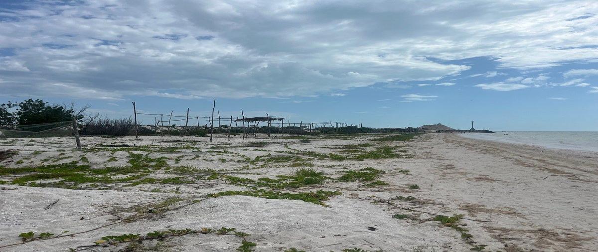 Foto de terreno comercial en renta en  , celestun, celestún, yucatán, 0 No. 05