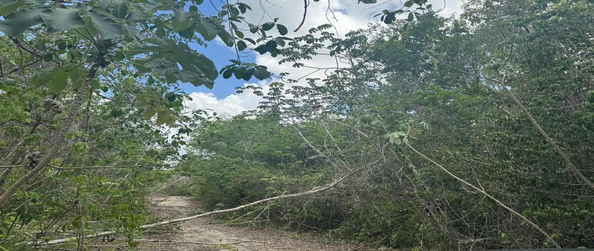 Foto de terreno habitacional en cenote pajarito , playa del carmen, solidaridad, quintana roo, 0 foto 05 Foto de terreno habitacional en venta en cenote pajarito , playa del carmen, solidaridad, quintana roo, 0 No. 05