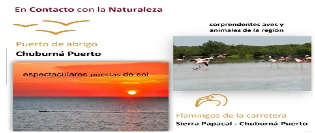 Foto de terreno habitacional en venta en  , centro sct yucatán, mérida, yucatán, 0 No. 05