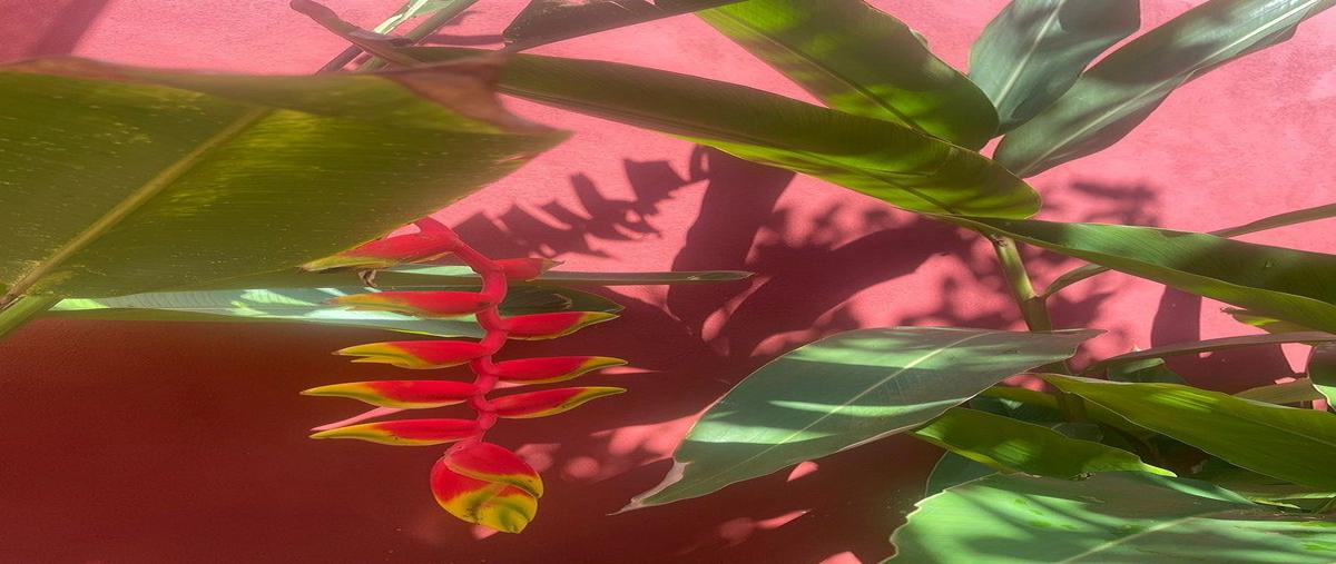 Foto de casa en venta en  , centro sct yucatán, mérida, yucatán, 0 No. 03