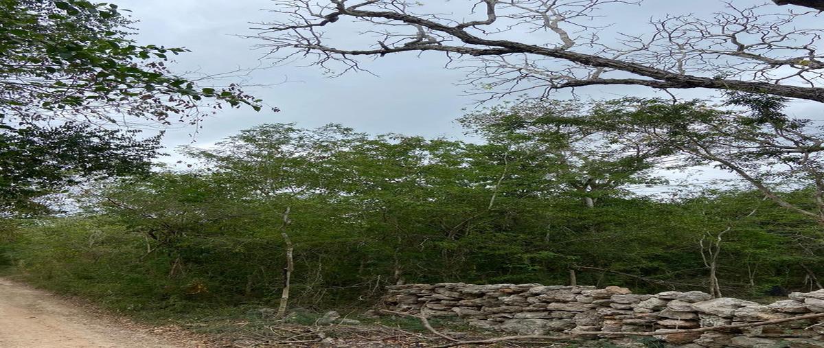 Foto de terreno habitacional en venta en  , centro umán, umán, yucatán, 30263505 No. 04