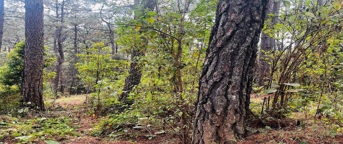 Foto de terreno habitacional en cerro colorado , cerro colorado, valle de bravo, méxico, 30693137 foto 03 Foto de terreno habitacional en venta en cerro colorado , cerro colorado, valle de bravo, méxico, 30693137 No. 03