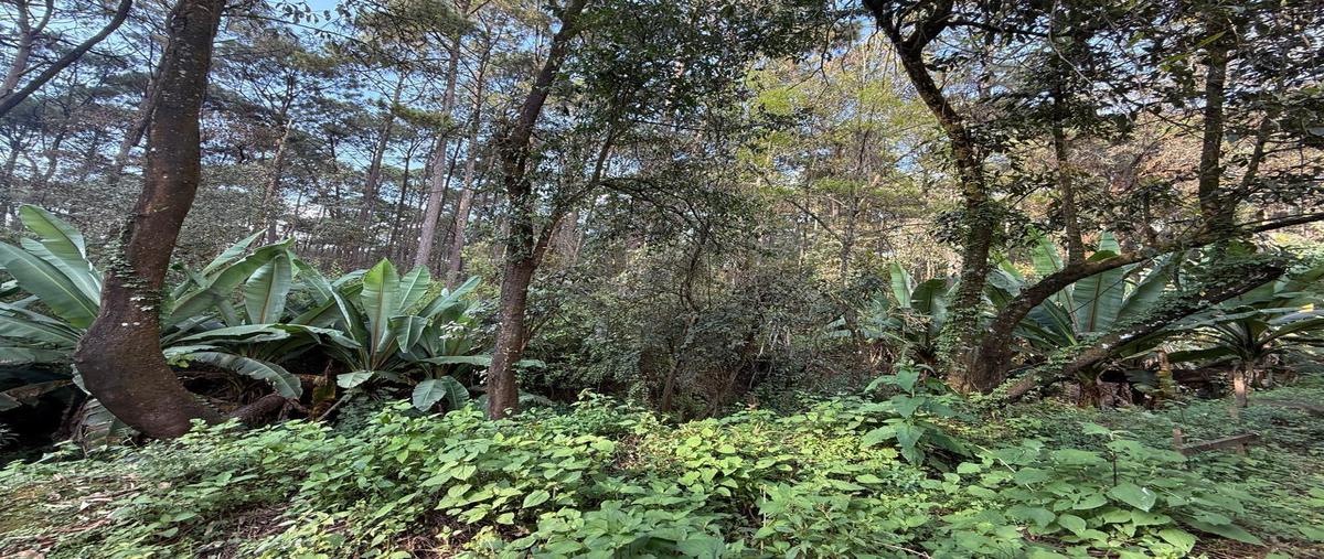 Foto de terreno habitacional en venta en  , cerro colorado, valle de bravo, méxico, 0 No. 05