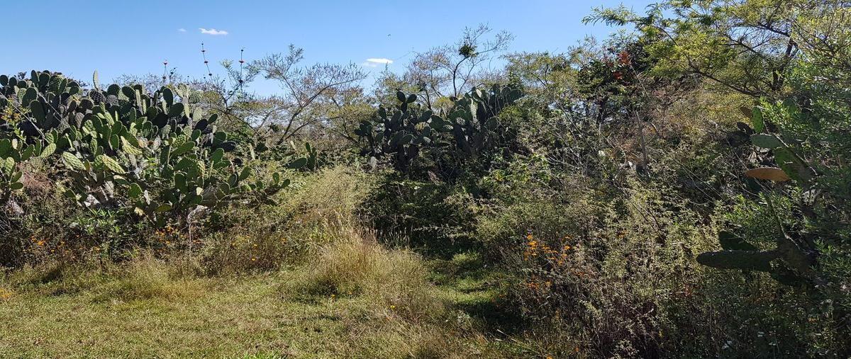 Foto de terreno habitacional en venta en  , cerro gordo, san ignacio cerro gordo, jalisco, 23544791 No. 04